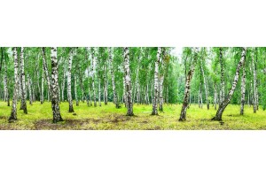 Фототапет голям горски пейзаж с гора от брези